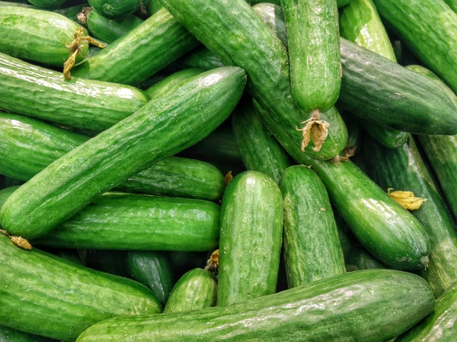 hydroponic cucumbers