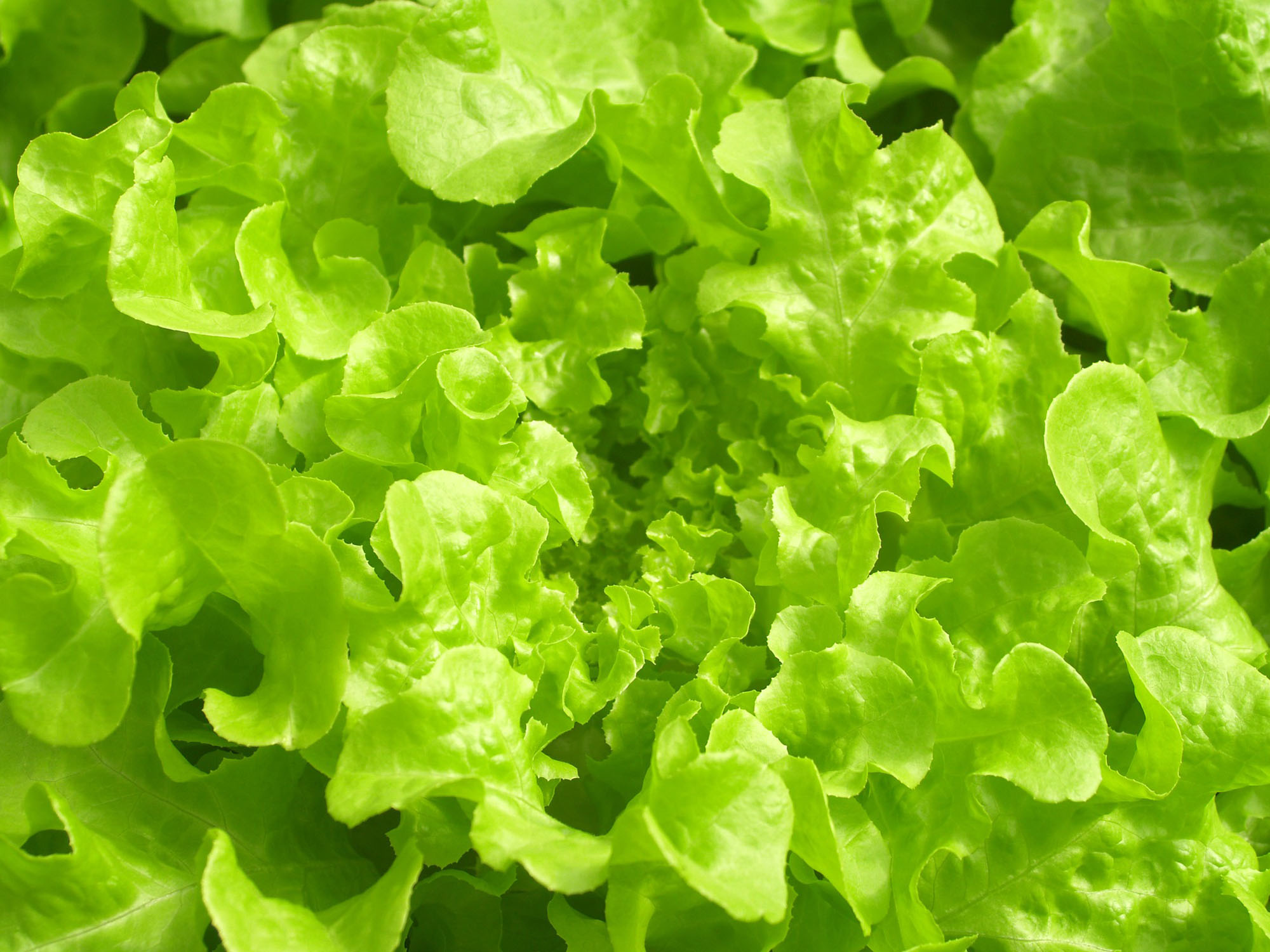 hydroponic lettuce