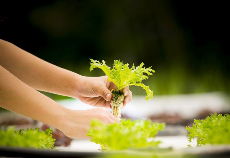 hydroponic microgreens