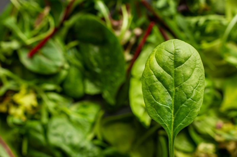 hydroponic spinach