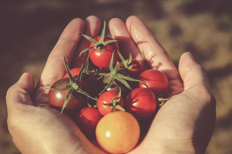 hydroponic tomatoes