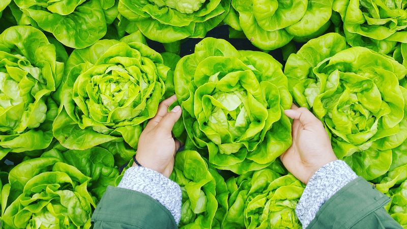 hydroponic lettuce