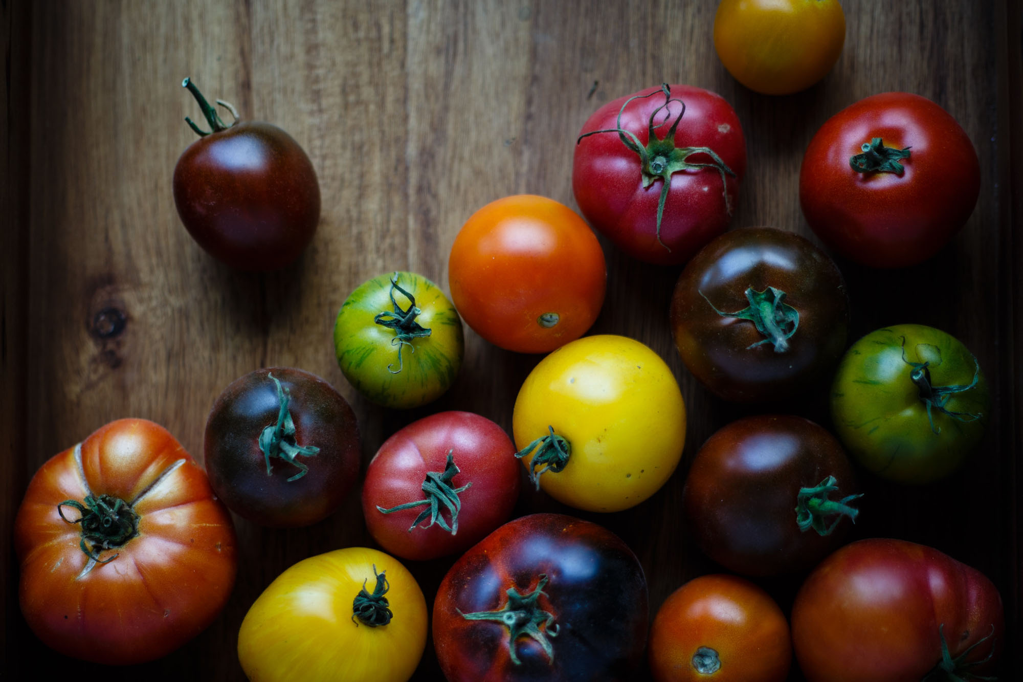 hydroponic tomatoes